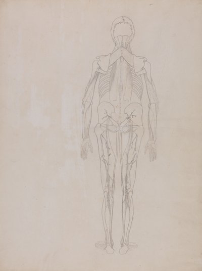 Studium postaci ludzkiej, widok z tyłu, z porównawczej ekspozycji anatomicznej budowy ciała ludzkiego z ciałem tygrysa i drobiu zwyczajnego, c.1795-1806 (grafit na papierze na naboje) autorstwa George Stubbs