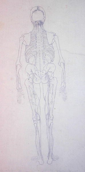 Studium postaci ludzkiej, widok z tyłu, z porównawczej ekspozycji anatomicznej budowy ciała ludzkiego z ciałem tygrysa i drobiu zwyczajnego, c.1795-1806 (grafit na papierze) autorstwa George Stubbs
