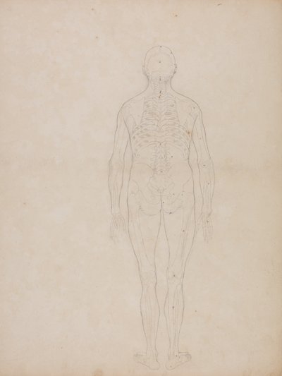 Studium figury ludzkiej, widok z tyłu, z pracy Anatomiczna ekspozycja budowy ciała ludzkiego z tygrysem i ptactwem pospolitym, ok. 1795-1806 (grafit na papierze kasetowym) autorstwa George Stubbs