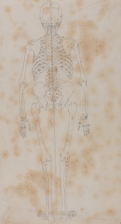 Studium postaci ludzkiej, widok z tyłu, z porównawczej ekspozycji anatomicznej budowy ciała ludzkiego z ciałem tygrysa i drobiu zwyczajnego, c.1795-1806 (grafit na papierze) autorstwa George Stubbs