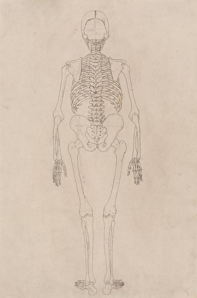 Studium postaci ludzkiej, widok z tyłu, z porównawczej ekspozycji anatomicznej struktury ciała ludzkiego z ciałem tygrysa i drobiu zwyczajnego, c.1795-1806 (tusz na papierze na naboje) autorstwa George Stubbs