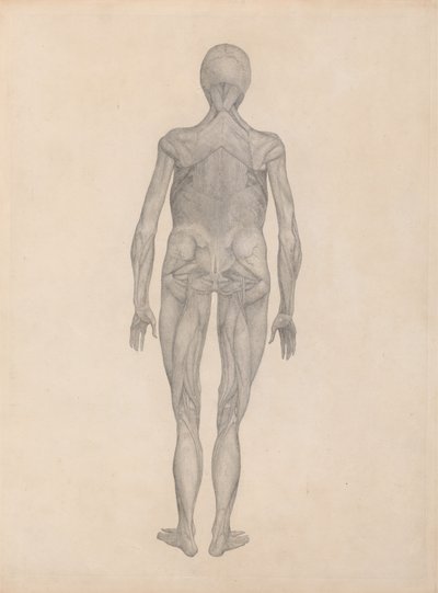 Studium postaci ludzkiej, widok z tyłu, z usuniętą skórą i leżącą poniżej tkanką powięziową, z porównawczej ekspozycji anatomicznej struktury ciała ludzkiego z ciałem tygrysa i łącznością autorstwa George Stubbs