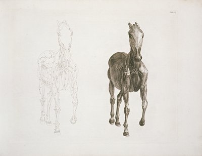 Patka. VIII, z „Anatomii konia...” 1766 autorstwa George Stubbs