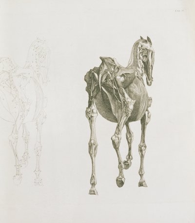 Skirtukas. XV, iš "Arklio anatomija...", 1766 poli autorstwa George Stubbs
