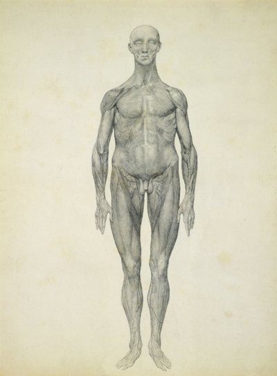 Postać ludzka, widok z przodu, z cyklu "Porównawcze anatomiczne wystawienie budowy ciała ludzkiego z ciałem tygrysa i ptactwa zwyczajnego" autorstwa George Stubbs