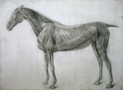 Studium mięśni: rysunek Ecorche widziany z boku, z XIII tabeli anatomicznej, z anatomii konia, 1766 autorstwa George Stubbs
