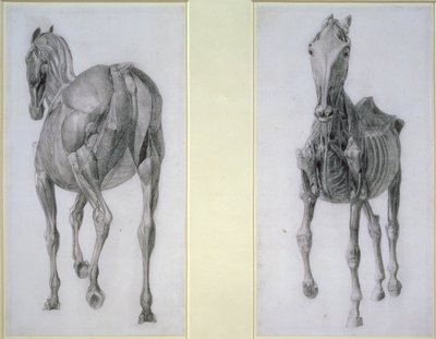 Badanie mięśni: widok z przodu i z tyłu, z XIII tabeli anatomicznej, z anatomii konia, 1766 autorstwa George Stubbs