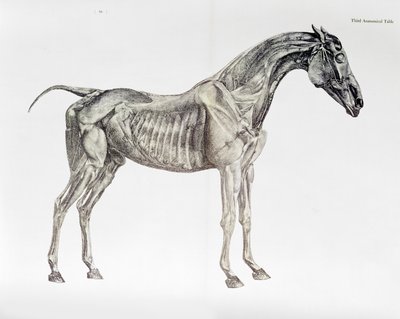 Trzecia tabela anatomiczna z „Anatomii konia” autorstwa George Stubbs