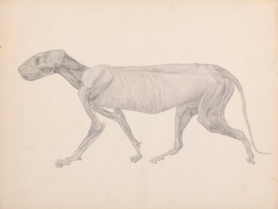 Ciało tygrysa, widok z boku (ukończony rysunek do niepublikowanej tabeli; pokazuje trzeci etap sekcji) autorstwa George Stubbs