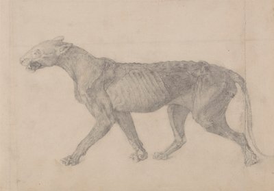 Ciało tygrysa, widok z boku (pierwszy z dziewięciu rysunków innego okazu tygrysa) autorstwa George Stubbs