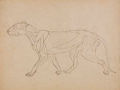 Ciało tygrysa, widok z boku (prawdopodobnie wykonane jako podstawa dla kluczowej figury) autorstwa George Stubbs