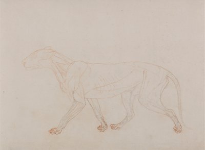 Ciało tygrysa, widok z boku (pokazuje trzeci etap sekcji) autorstwa George Stubbs