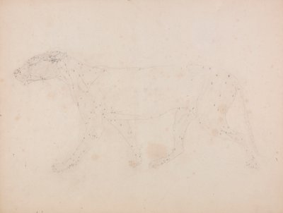 Ciało tygrysa, widok z boku (badanie mięśni kluczowej postaci w tabeli IX) autorstwa George Stubbs