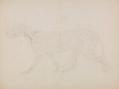 Ciało tygrysa, widok z boku (badanie górnych warstw mięśni i ich ukrwienia przygotowane dla kluczowej figury w tabeli XIV) autorstwa George Stubbs