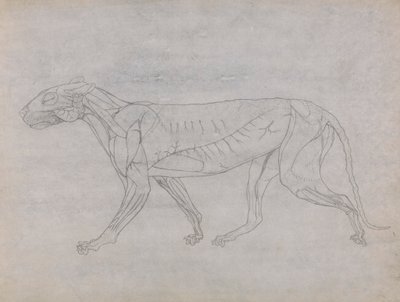Тело тигра, боковая полировка autorstwa George Stubbs