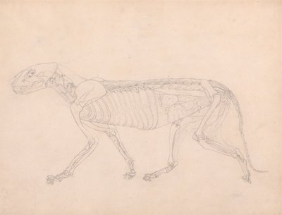 Corpo do Tigre, Verniz Lateral autorstwa George Stubbs