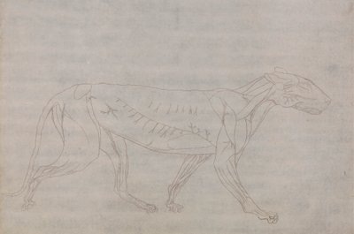 Ciało tygrysa, widok z boku autorstwa George Stubbs