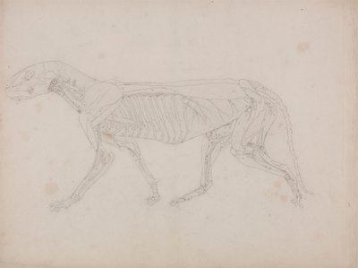 Ciało tygrysa, widok z boku autorstwa George Stubbs