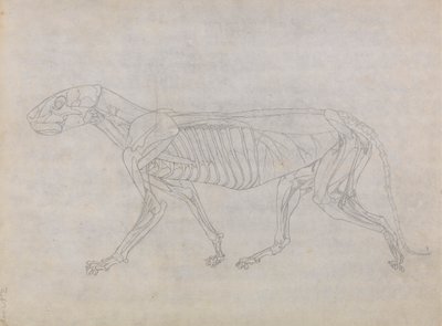 Ciało tygrysa, widok z boku autorstwa George Stubbs