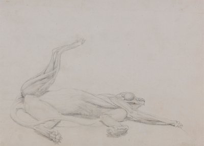 Ciało tygrysa, leżące, oglądane od strony brzusznej autorstwa George Stubbs