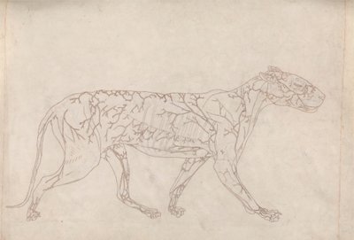 Tygrys, widok z boku (zarysowe studium zaopatrzenia w krew na powierzchni, przygotowane dla kluczowej figury w tabeli IX) autorstwa George Stubbs
