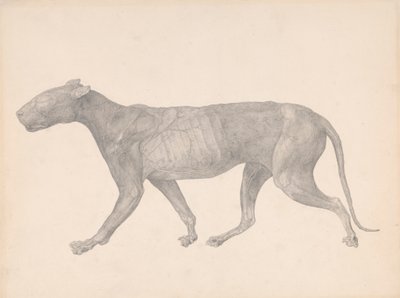 Tygrys, widok z boku, z usuniętą skórą i tkanką (badanie zakończone dla tabeli IX) autorstwa George Stubbs
