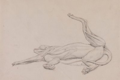 Tygrys, leżący, oglądany od strony brzusznej autorstwa George Stubbs