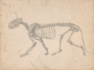 Szkielet tygrysa, widok z boku (ukończone studium dla tabeli IV) autorstwa George Stubbs