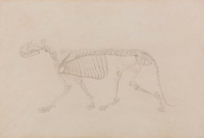 Szkielet tygrysa, widok z boku (wysoce ukończone badanie do tabeli IV) autorstwa George Stubbs