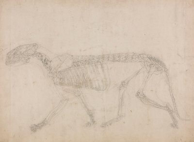 Szkielet tygrysa, widok z boku (prawdopodobnie główne studium szkieletu) autorstwa George Stubbs