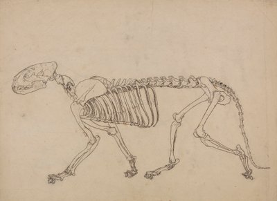 Szkielet tygrysa, widok z boku (badanie kluczowej figury do tabeli IV) autorstwa George Stubbs