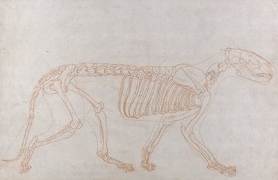 Szkielet Tygrysa, Widok Boczny autorstwa George Stubbs