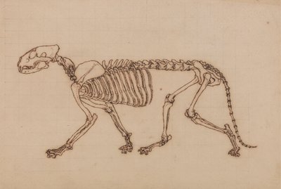 Szkielet Tygrysa, Widok Boczny autorstwa George Stubbs