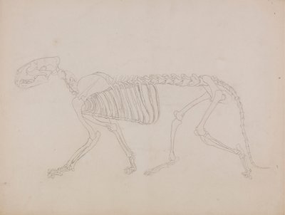 Szkielet Tygrysa, Widok Boczny autorstwa George Stubbs