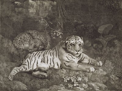 Grawerowane przez artystę "Dwa Tygrysy", wyd. 1788 (akwaforta) autorstwa George Stubbs