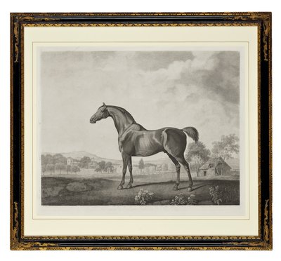 Sweetwilliam (grawerowanie punktowe) autorstwa George Townley Stubbs