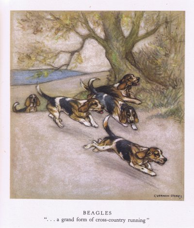 Beagle (kolorowa litografia) autorstwa George Vernon Stokes