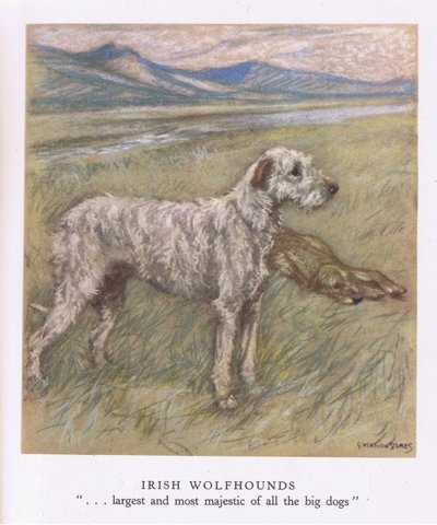 Wilczarze irlandzkie (kolorowa litografia) autorstwa George Vernon Stokes