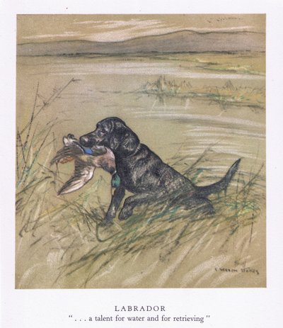 Labrador (litografia kolorowa) autorstwa George Vernon Stokes