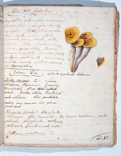 Ilustracja gatunku grzyba, z "Diarium Botanicum", 1786 (pióro, tusz i wc na papierze) autorstwa Georges Cuvier