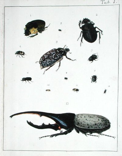 Różne chrząszcze, tablica I z "Diarium Zoologicum". autorstwa Georges Cuvier