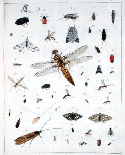 Różne owady, płyta III z 