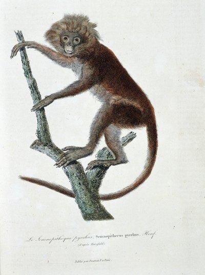 Tablica historii naturalnej: Tabliczka zoologiczna przedstawiająca pyrrus Semnopitheque; Semnopithecus pyrrhus (z Horsfield) - w „Całkowicie dzieła Buffona” autorstwa przyrodnika Georgesa Louisa Leclerca, hrabiego Buffona (1707 - 1788). Rycina z 1837 roku. autorstwa Georges Louis Leclerc