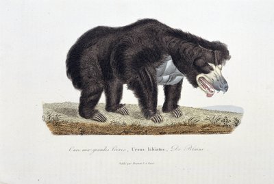 Talerz historii naturalnej: Talerz zoologiczny przedstawiający Niedźwiedzia z Wielkimi Wargami, Ursus labiatus, De Blaini - w „Dokończeniach Buffona”” autorstwa przyrodnika Georgesa Louisa Leclerca, hrabiego Buffon (1707 - 1788). Rycina z 1837 roku. autorstwa Georges Louis Leclerc