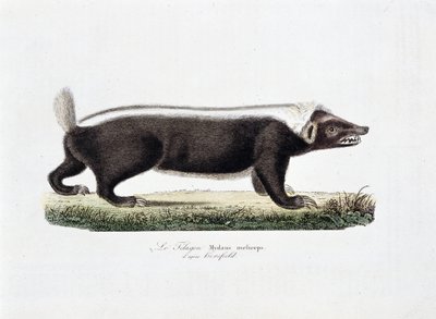 Tablica historii naturalnej: Tablica zoologiczna przedstawiająca Le Telagon, Mydaus meliceps d