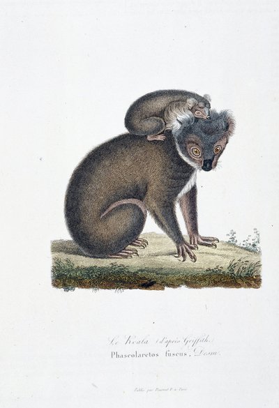 Tablica historii naturalnej: Tablica zoologiczna przedstawiająca Koalę (po Griffith), Phascolarctos Fuscus - w „Complets of Buffon”” autorstwa przyrodnika Georgesa Louisa Leclerca, hrabiego Buffon (1707 - 1788). Rycina z 1837 roku. autorstwa Georges Louis Leclerc