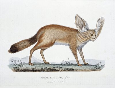 Tablica historii naturalnej: Tablica zoologiczna przedstawiająca Le Fennec, Canis zerda - w „Complets of Buffon”” autorstwa przyrodnika Georgesa Louisa Leclerca, hrabiego Buffon (1707 - 1788). Rycina z 1837 roku. autorstwa Georges Louis Leclerc