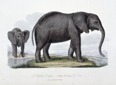 Tablica historii naturalnej: tablica zoologiczna przedstawiająca słonia afrykańskiego; Elephas Africanus - w „Complets of Buffon”” autorstwa przyrodnika Georgesa Louisa Leclerca, hrabiego Buffon (1707 - 1788). Rycina z 1837 roku. autorstwa Georges Louis Leclerc