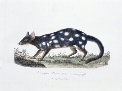 Tablica historii naturalnej: Tablica zoologiczna przedstawiająca Dasyure Viverrin, Dasyurus Viverrinus - w „” Completely Works of Buffon”” autorstwa przyrodnika Georgesa Louisa Leclerca, hrabiego Buffon (1707 - 1788). Rycina z 1837 roku. autorstwa Georges Louis Leclerc