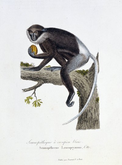Tablica historii naturalnej: Tablica zoologiczna przedstawiająca Semnopitheque White Rump, Semnopithecus Leucoprymnus, Otto - in „Complets of Buffon”” autorstwa przyrodnika Georgesa Louisa Leclerca, hrabiego Buffon (1707 - 1788). Rycina z 1837 roku. autorstwa Georges Louis Leclerc